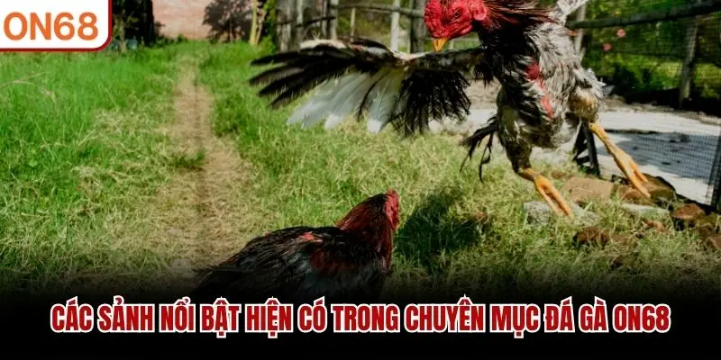 Các sảnh nổi bật hiện có trong chuyên mục Đá Gà ON68