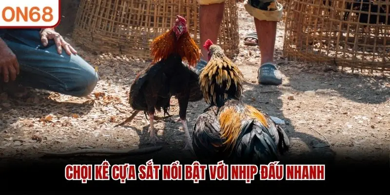 Chọi kê cựa sắt nổi bật với nhịp đấu nhanh