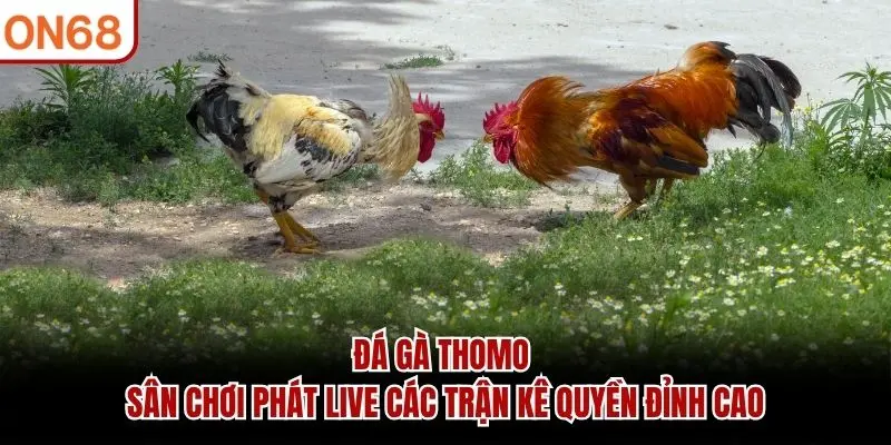 Đá Gà Thomo - Sân Chơi Phát Live Các Trận Kê Quyền Đỉnh Cao