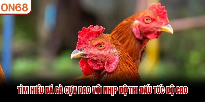 Tìm hiểu đá gà cựa dao với nhịp độ thi đấu tốc độ cao